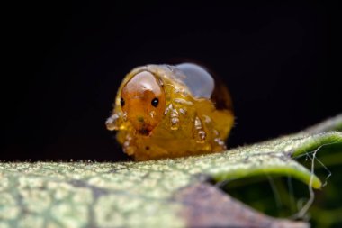 Kuzey Çin 'deki yabani bitkilerin üzerinde arı larvaları.