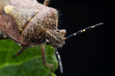 Stink bugs inhabit leaves in the wild, North China clipart