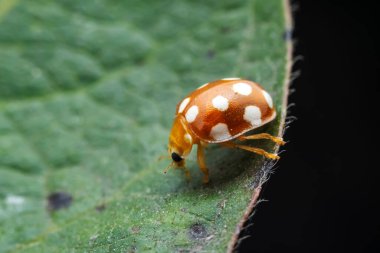 Kuzey Çin 'deki yabani bitkilerde uğur böcekleri
