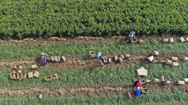 Çiftçiler Kuzey Çin 'deki çiftliklerden zencefil topluyor.
