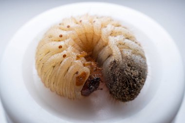 Beyaz arka planda solungaç altın kaplumbağa larvaları, Kuzey Çin