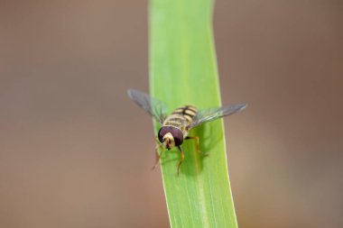 Syrphidae Kuzey Çin 'deki bitkilerde yaşar.