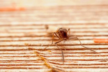 Chironomid, Kuzey Çin 'de yaşar.