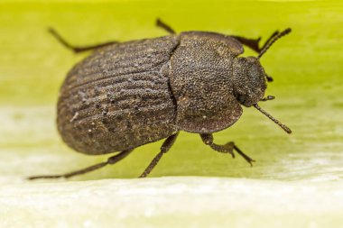 Kuzey Çin 'deki yabani bitkilerin üzerine koyu renkli bir tünek.
