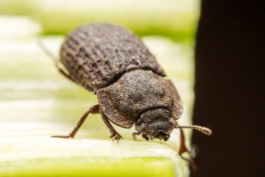 Kuzey Çin 'deki yabani bitkilerin üzerine koyu renkli bir tünek.