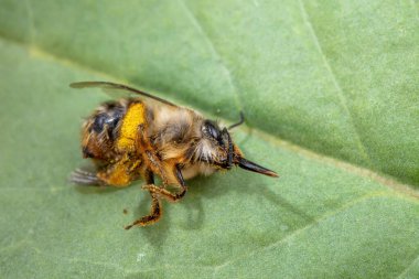 Bir yaban arısı Kuzey Çin 'de vahşi bir bitkide yaşar.
