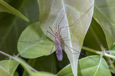 Yabani böcekler, yakın plan fotoğraflar, Kuzey Çin