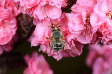 Bees gather honey on flowers, North China clipart