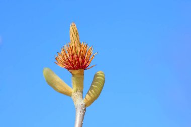 Magnolia, Kuzey Çin 'den güzel bir erkek.