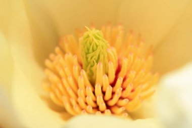 Magnolia, Kuzey Çin 'den güzel bir erkek.