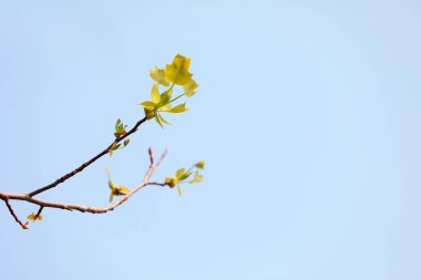 Botanik bahçesinde liriodendron çiçekleri, Kuzey Çin