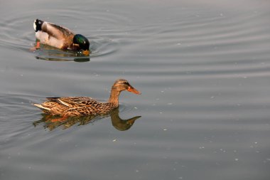 Vahşi ördekler Pekin 'de göletlerde yaşar.