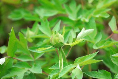 Parkta çiçek açan şakayıklar, Pekin