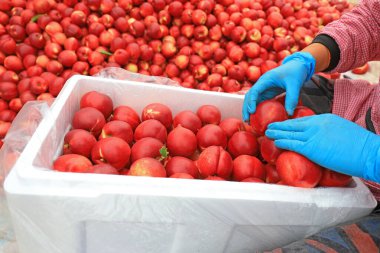 Çiftçiler Kuzey Chin 'de bir meyve bahçesindeki nektarları değerlendiriyor.
