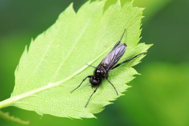 Sivrisinekler yabani bitkiler üzerinde, Kuzey Çin