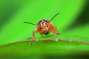 Kuzey Çin 'deki yabani bitkilerin üzerindeki yaprak böceği.