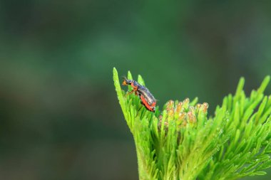 Kuzey Çin 'deki yabani bitkilerin üzerindeki güzel böcekler.