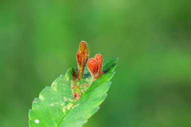 Karaağaç yaprakları üzerinde rüzgarlar doğada