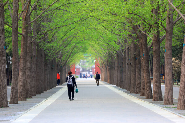 Greening trees in a park, Beijing