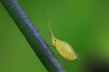 Vahşi doğada yaprak bitleri, Kuzey Çin
