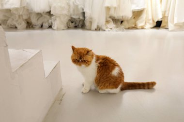 Sevgili Garfield içeride.