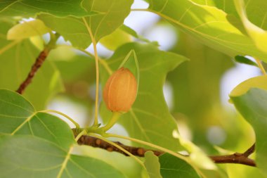 Kuzey Çin 'deki botanik bahçesinde liriodendron çiçekleri
