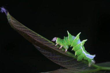 Lepidoptera larvaları vahşi doğada, Kuzey Çin