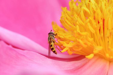 Kuzey Çin 'de yaprak biti sinekleri yiyor.