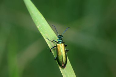 Kolaoptera böceği -- yeşil Daphne Genkwa, Kuzey Çin