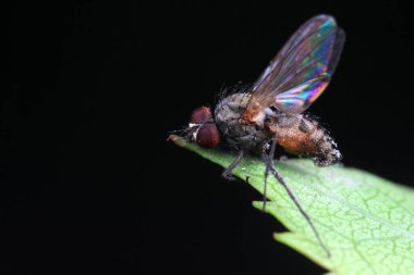 Flies on wild plants, North China clipart