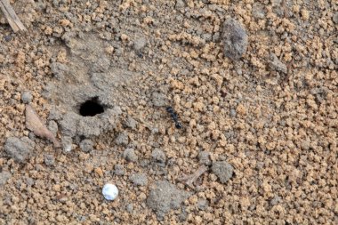 Karıncalar yerde sürünüyor, Kuzey Çin