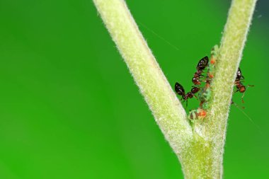 Karıncalar vahşi doğada, Kuzey Çin