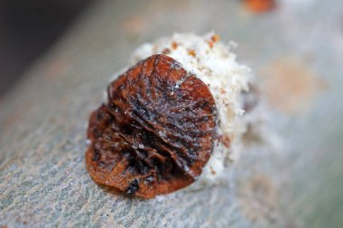 Kuzey Çin 'deki dallardaki böcekleri ölçeklendir.