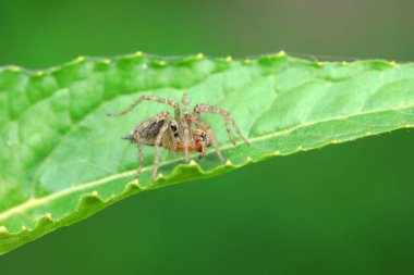 Vahşi doğadaki örümcekler, Kuzey Çin