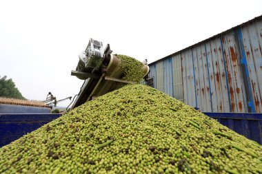 Kuzey Çin 'deki çiftlikte tarım makineleri harap etme operasyonu