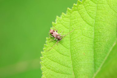Kuzey Çin 'deki yabani bitkiler üzerine uzun mısır.