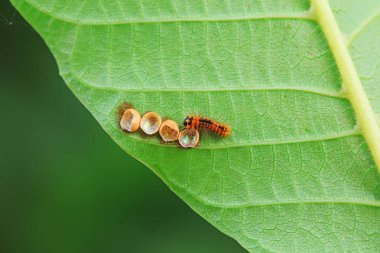 Lepidoptera larvaları vahşi doğada, Kuzey Çin