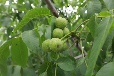 Olgunlaşmamış ceviz dalda.