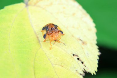 Hispidae ailesi Kuzey Çin 'de bitkilerin üzerinde sürünüyor.