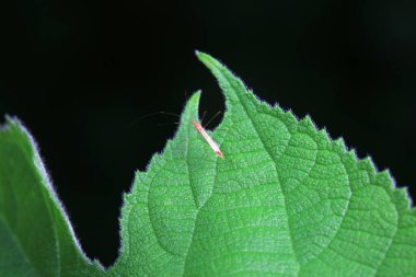 Vahşi doğada hemiptera böcekleri, Kuzey Çin