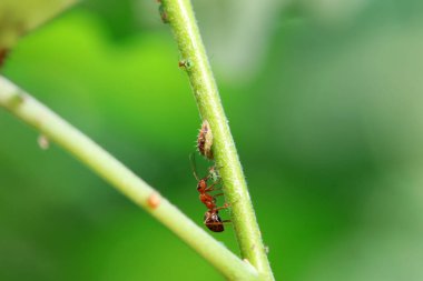 Karıncalar vahşi doğada, Kuzey Çin