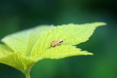Hispidae ailesi Kuzey Çin 'de bitkilerin üzerinde sürünüyor.