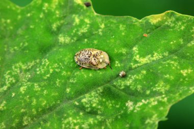 Hispidae ailesi Kuzey Çin 'de bitkilerin üzerinde sürünüyor.