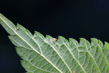Vahşi doğada sivrisinek, Kuzey Çin