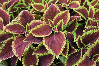 Parkta renkli yaprak çimeni, Pekin