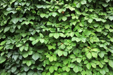 Ivy yaprakları parktaki duvarları kapladı.