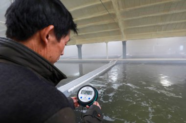 Teknisyen Kuzey Çin 'deki orfoz kültür göletinin su sıcaklığını kontrol ediyor.