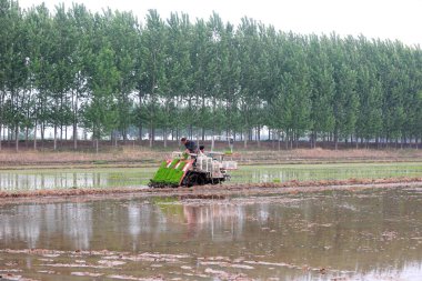 LUANNAN COUNTY, Çin - 14 Mayıs 2021: Çiftçiler pirinç naklini çiftliklerde pirinç yetiştirmek için kullanıyorlar, Kuzey Çin