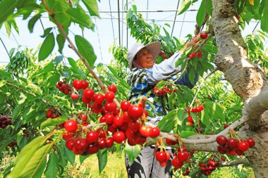 LUANNAN COUNTY, Çin - 3 Haziran 2021: çiftçiler büyük kirazları meyve bahçelerinde, Kuzey Çin