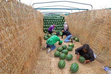 LUANNAN COUNTY, Çin - 29 Haziran 2021: Çiftçiler karpuz taşıyorlar tarlalarda, Çin